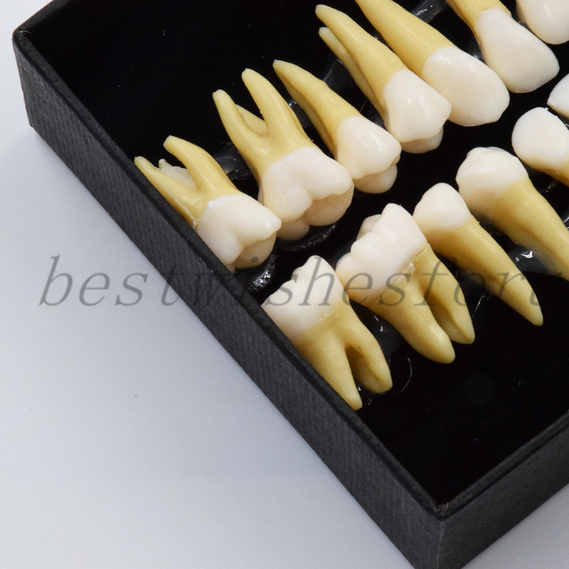 Dental Study 1:1 Permanent Demonstration Teeth Model #7008 28 Pcs/set