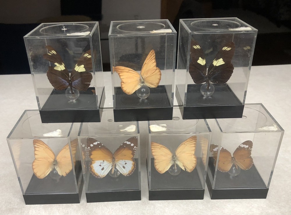 7  Mounted Butterfly Specimens In Acrylic Cases