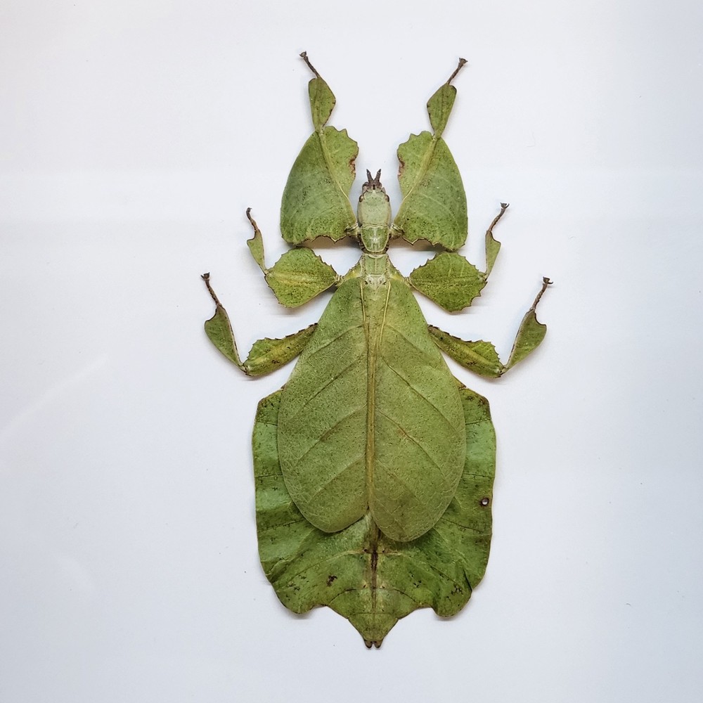 Real Insect Specimen Leaf Bug Shadow box Taxidermy Bug Beetle Butterfly Oddity