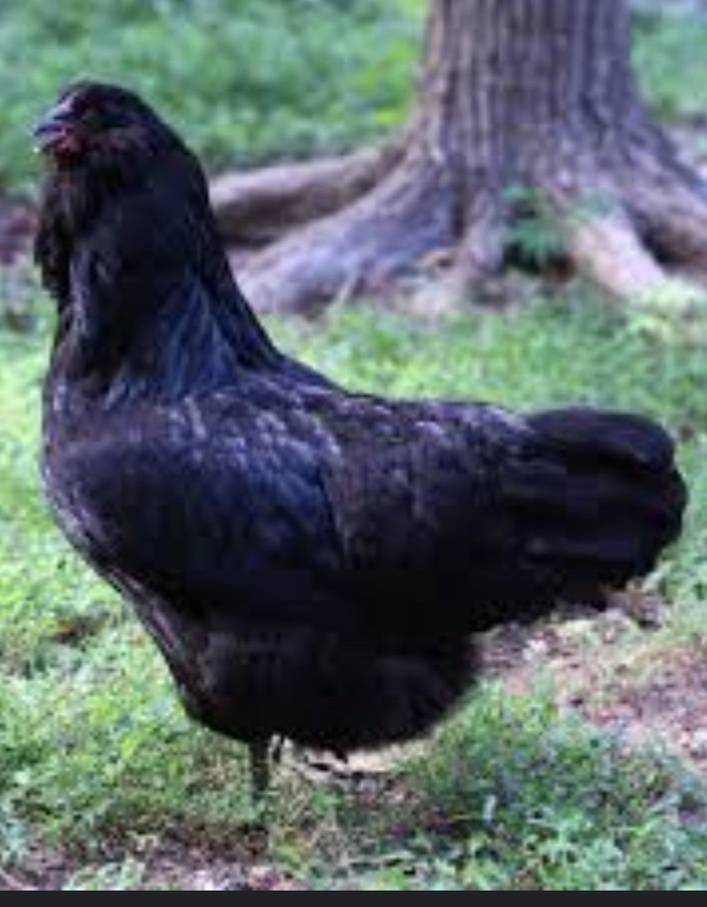 Ships Free 12 Beautiful Multi- Colored Easter Eggers Hatching Eggs NPIP