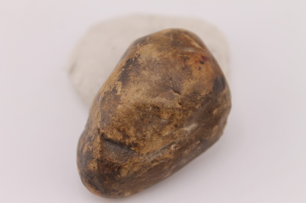 Real Permineralized Reptile Egg Fossil