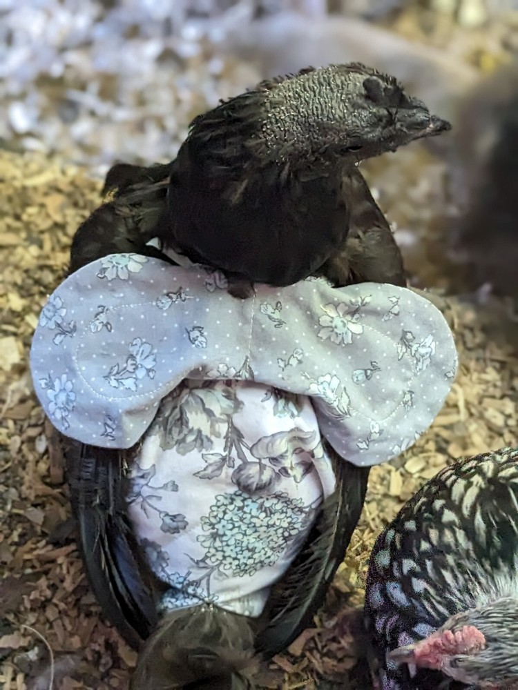 IMPROVED Chicken Saddle/Feather Protector/Wing Protector - Stays On!