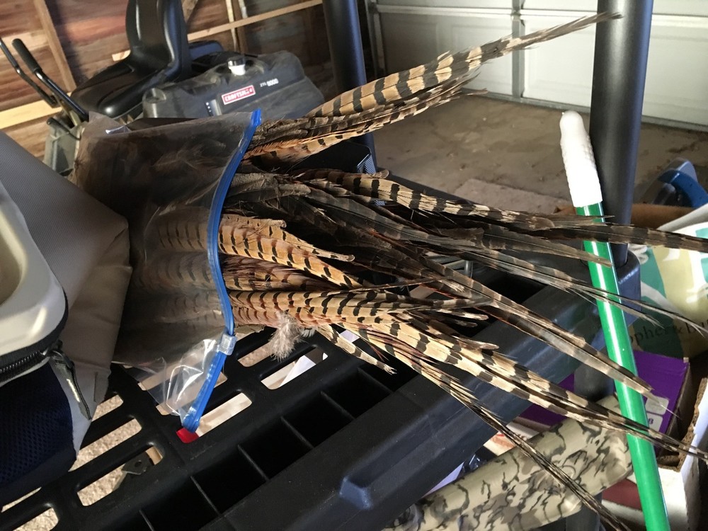 50 Pieces Genuine Pheasant Tail Feathers. BROKEN. 12-16” Bad tips, bent.