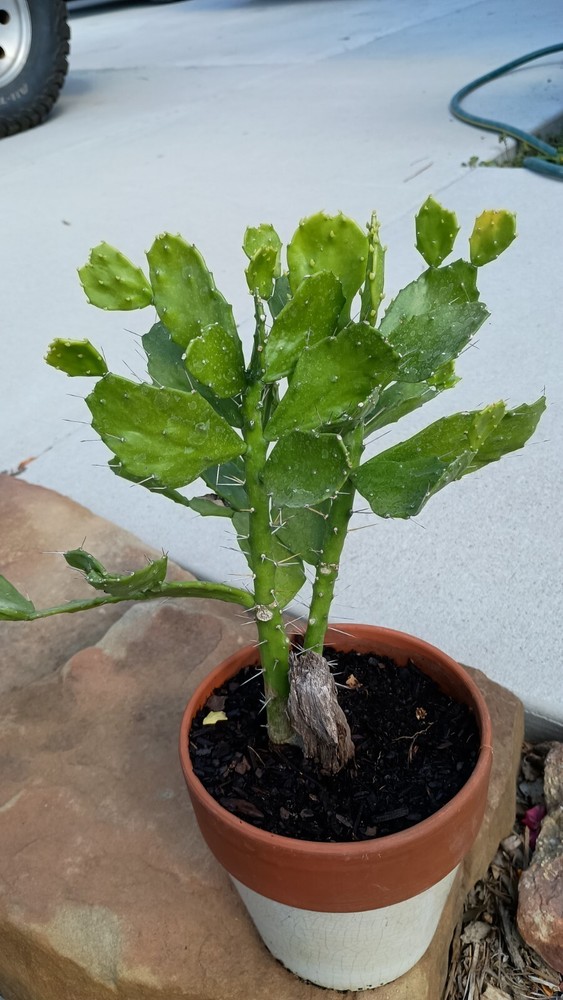 Brazilian Prickly Pear Cactus W/ Roots