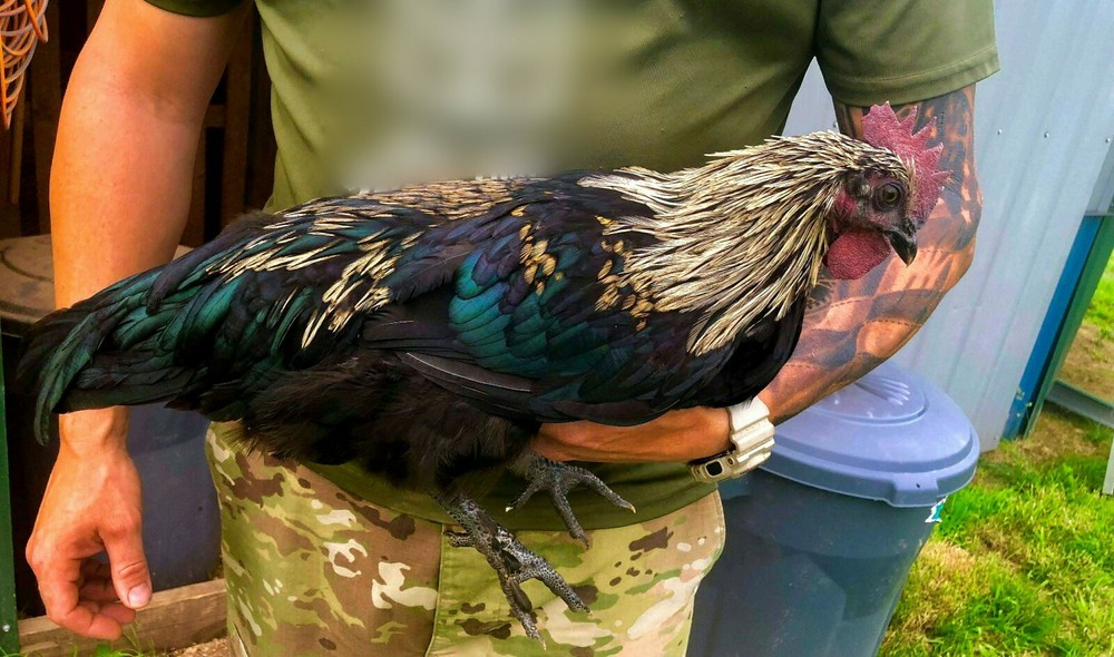 6 FIBRO EASTER / OLIVE EGGER -Fresh & Fertile Chicken Hatching Eggs