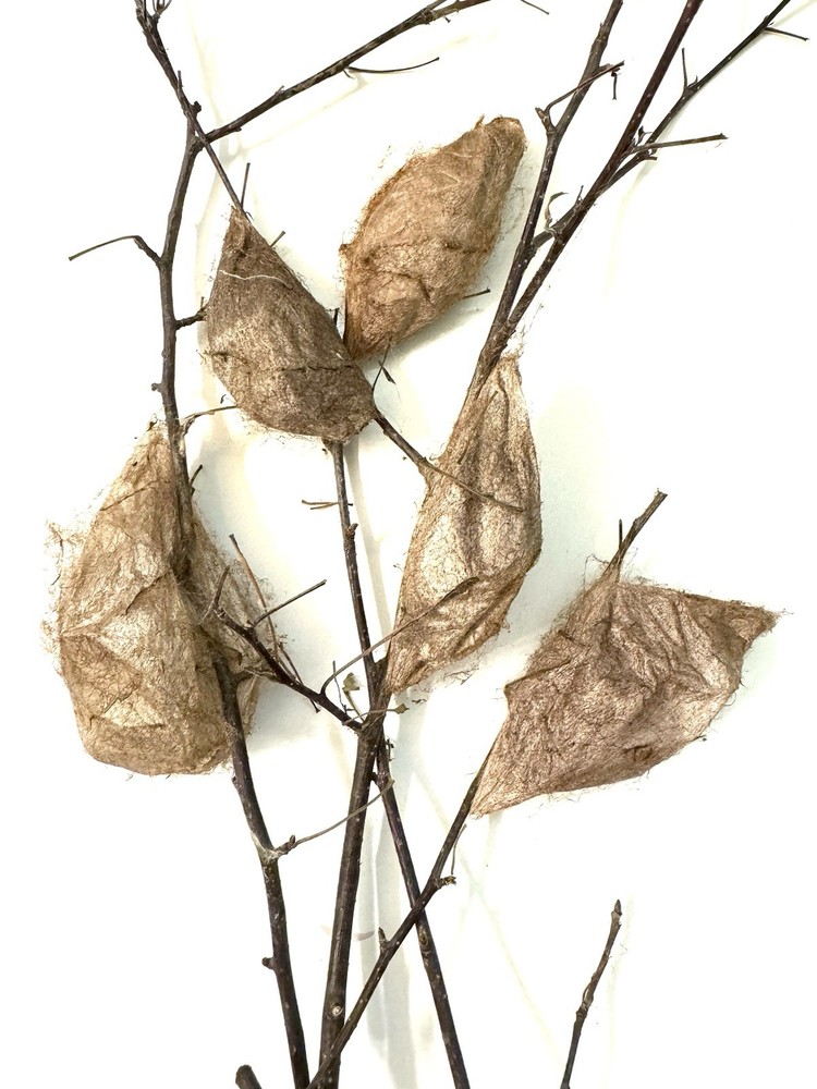 Cecropia Moth cocoon / Pupa
