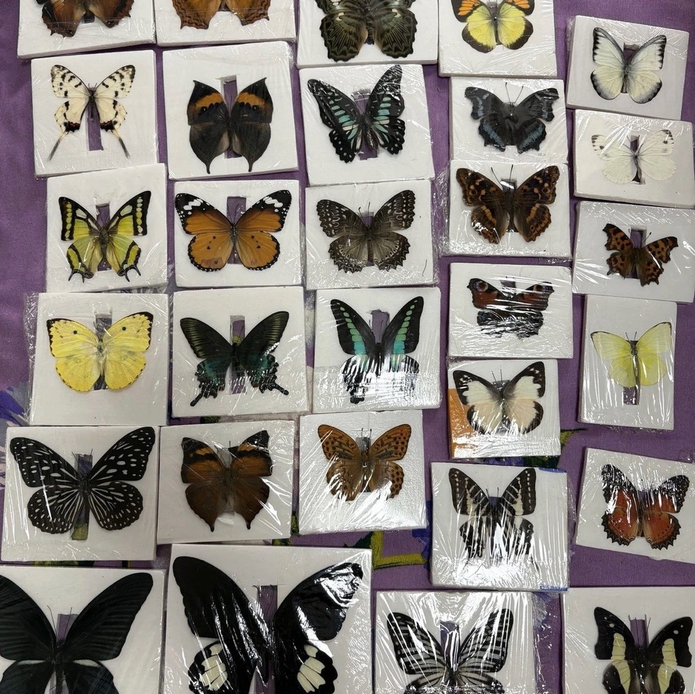 30 Assorted Real Butterfly Specimens Spread Wing PVC Packed A1-A- Grade