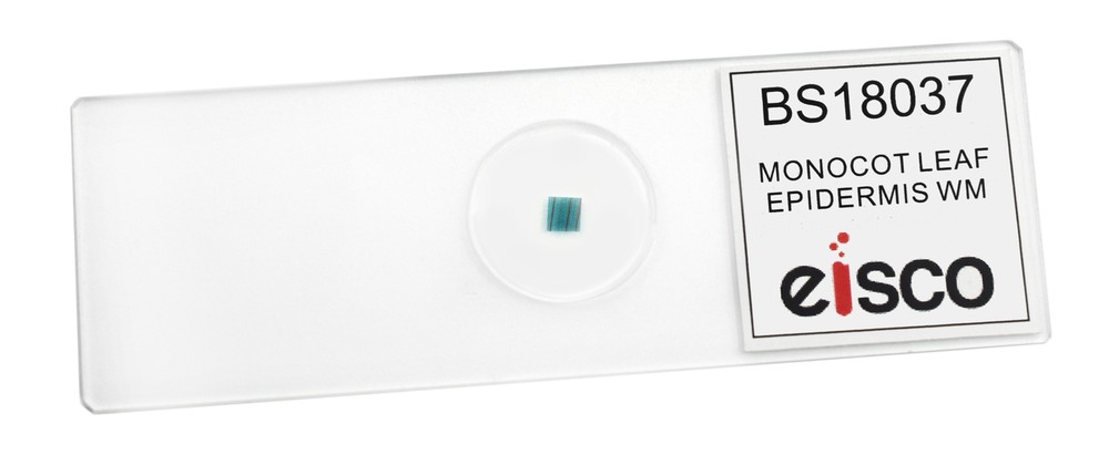 Monocot Leaf, Epidermis - Prepared Microscope Slide - 75x25mm - Eisco Labs