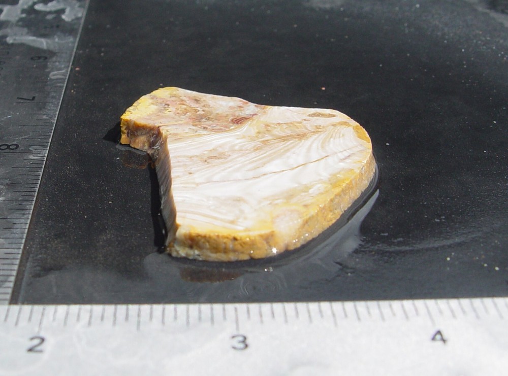 Prairie Agate Lapidary Slab T743