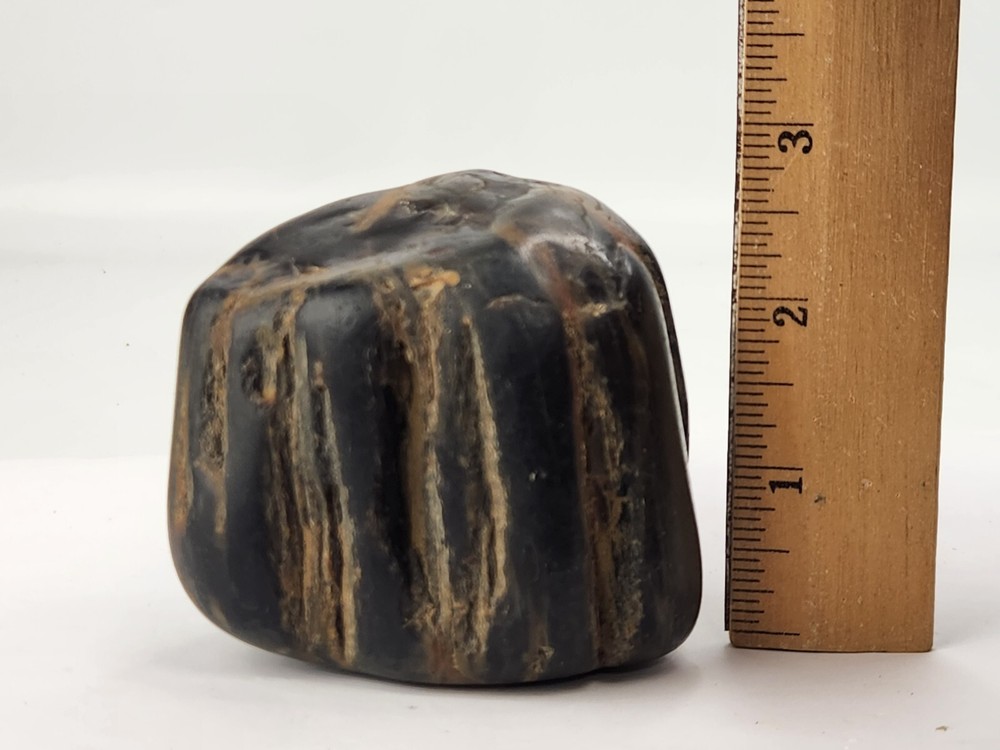 Petrified Wood Section - Unknown Age and Locality