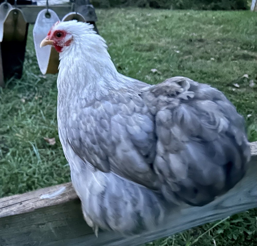 18 Bobtail Bantam Cochin Eggs