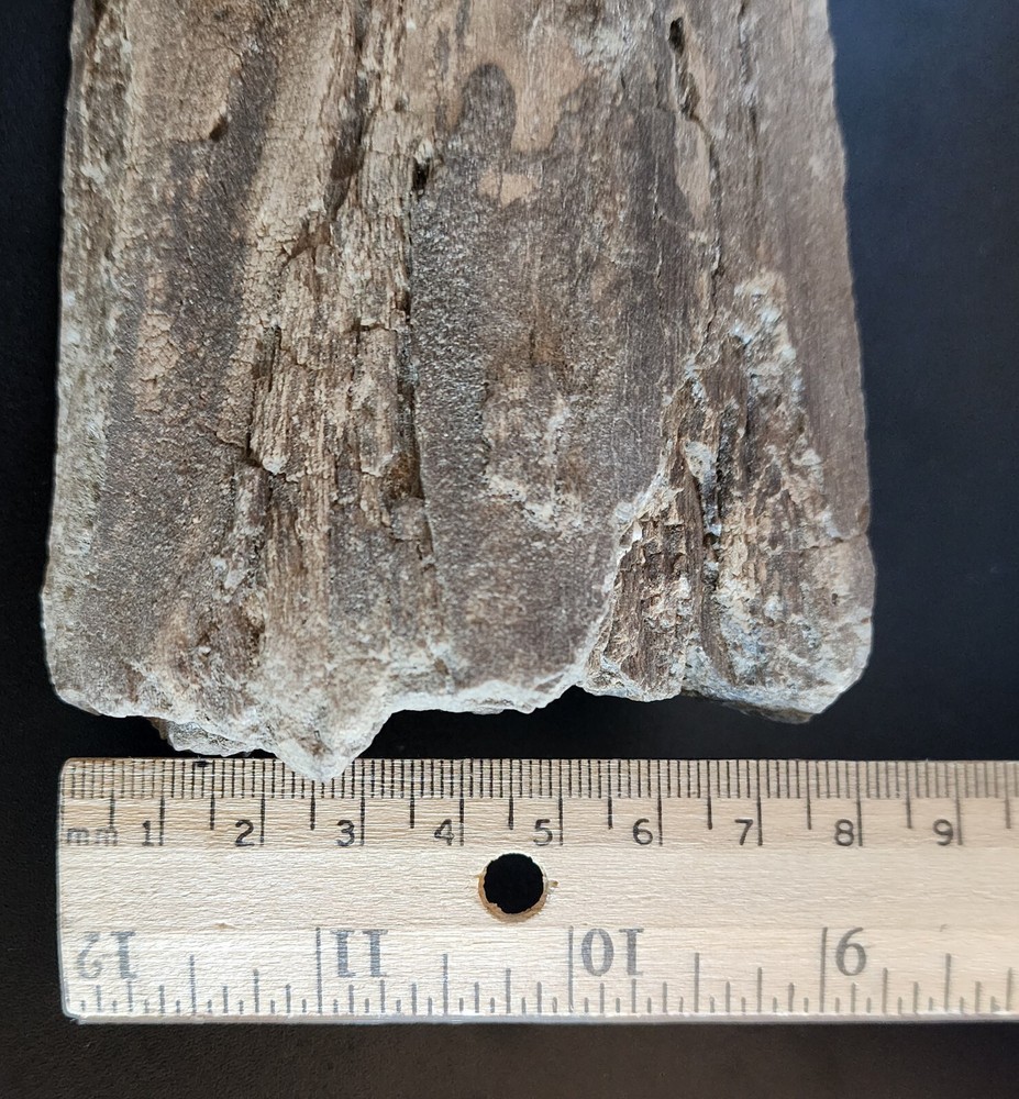 Petrified Wood Very Heavy Nice Definition