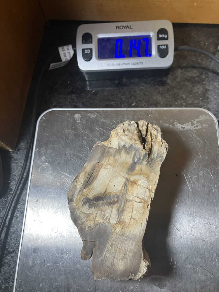 Petrified Wood , Fluorescent Under UV Light