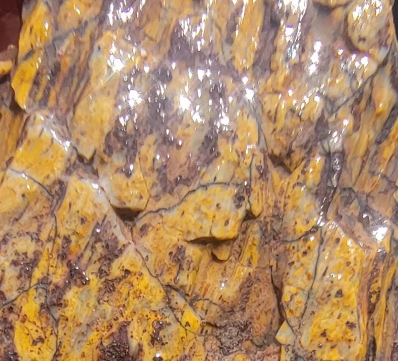 3.22 Lbs Agitized Dino Bone Smalls