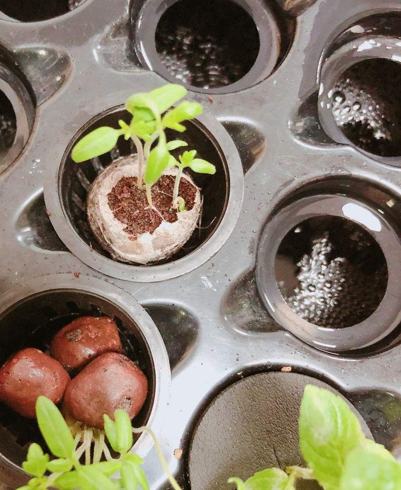 DWC Cloner Rooting Recirculating System 24 Site Cutting Clone and Seeding Roo...