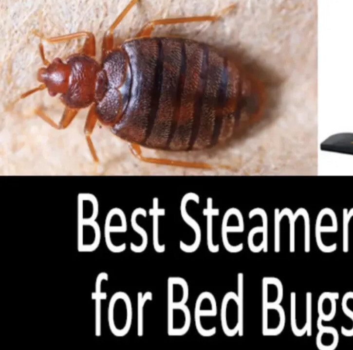 Bed Bug Steamer Killer Non Toxic Effectively Kills Bugs & Their Eggs Dead WORKS!