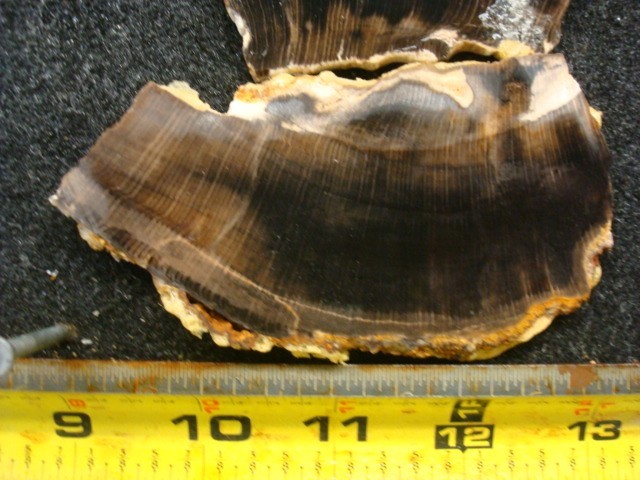 petrified beach wood slabs