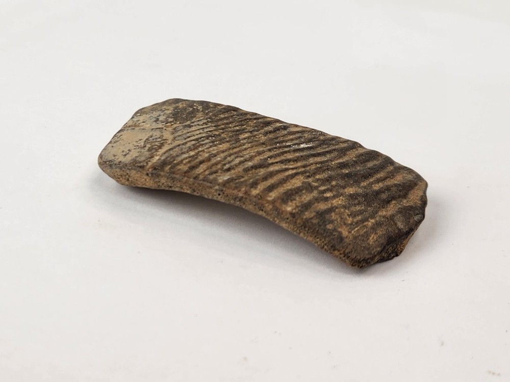 Cretaceous Turtle Shell Fossil - TX