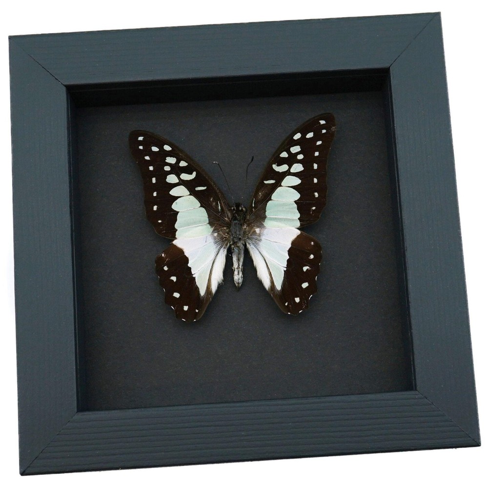 Real Framed Pale Green Triangle Butterfly Graphium eurypylus lycaonides