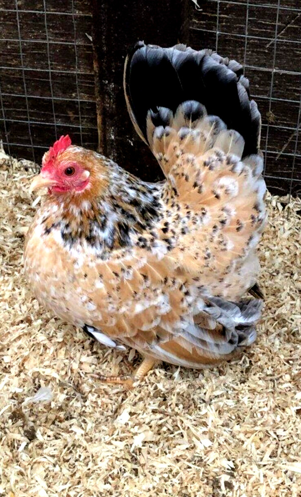 8 NPIP/AI CLEAN SERAMA BANTAM HATCHING EGGS ●SHOW QUALITY●MICRO MINI TEA CUP