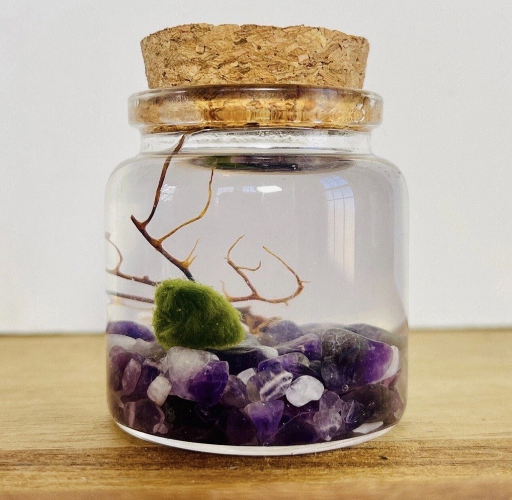 Marimo Moss Ball Terrarium