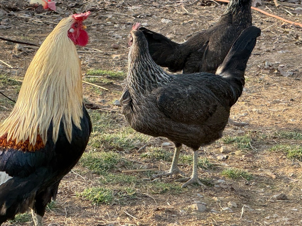 10+ Pure Harold Brown Grey Chicken Eggs