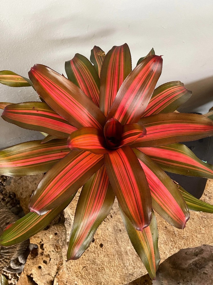Bromeliad Neoregelia 'Fancy'