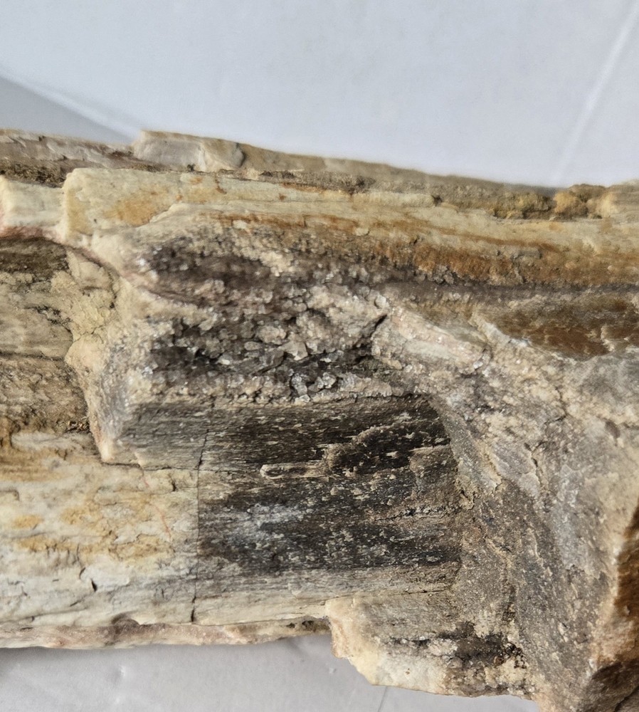 Petrified Wood