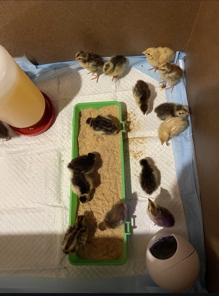 🥚 12 Celadon Quail Hatching Eggs