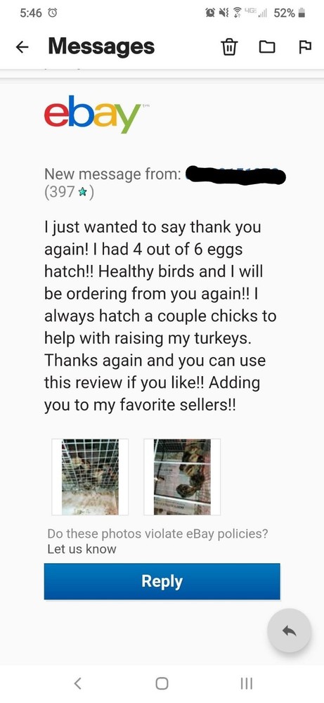 12 Eastern Wild Turkey Hatching Eggs