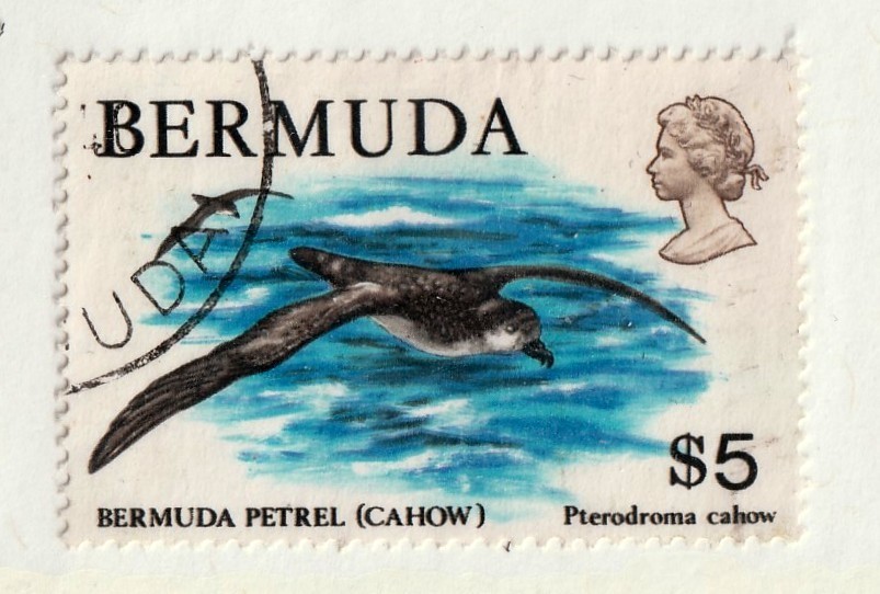 Bermuda      379         used        Birds