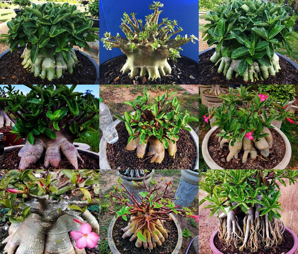 Adenium Arabicum  " Mixed 9 TYPES " 105 Seeds RARE!!