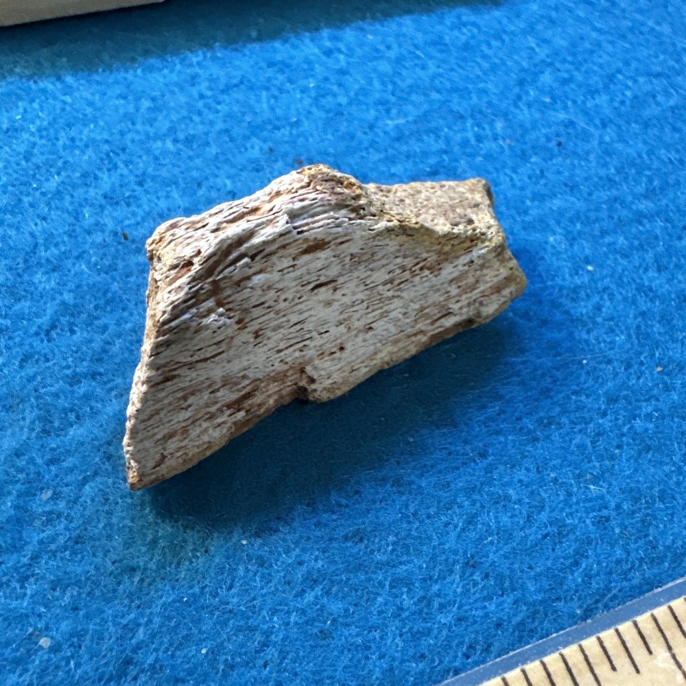 Spinosaurus Extinct Dinosaur Bone Fossil in Display Case