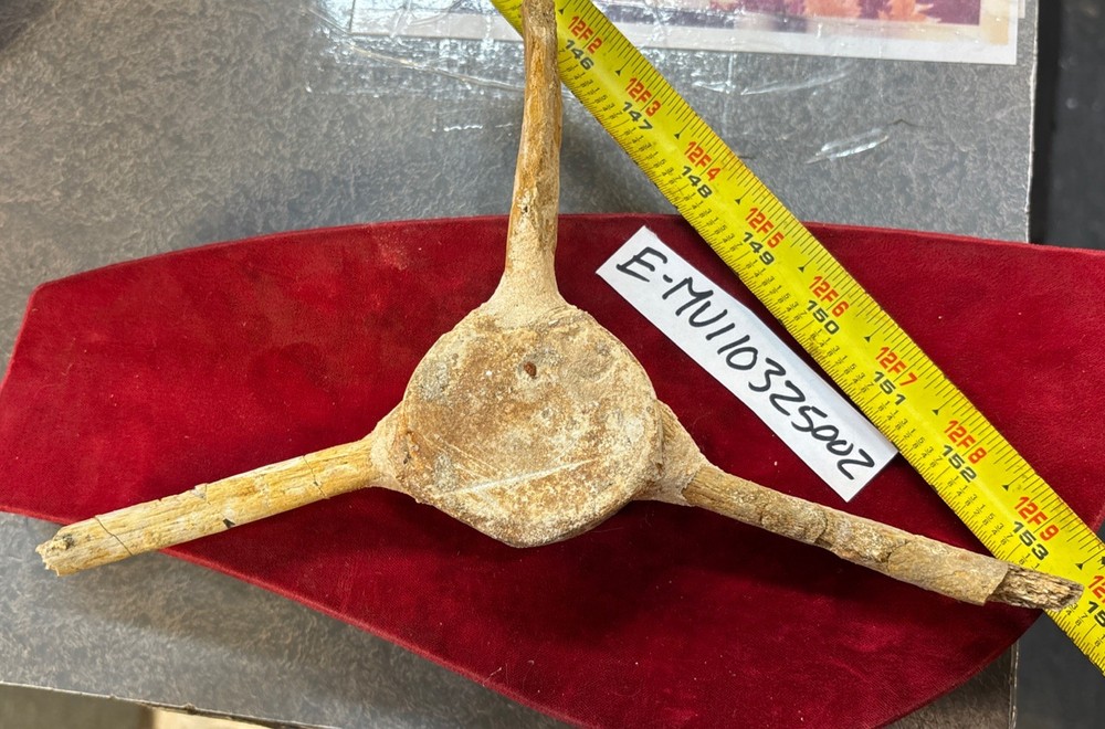 Mosasaurus Vertebrae