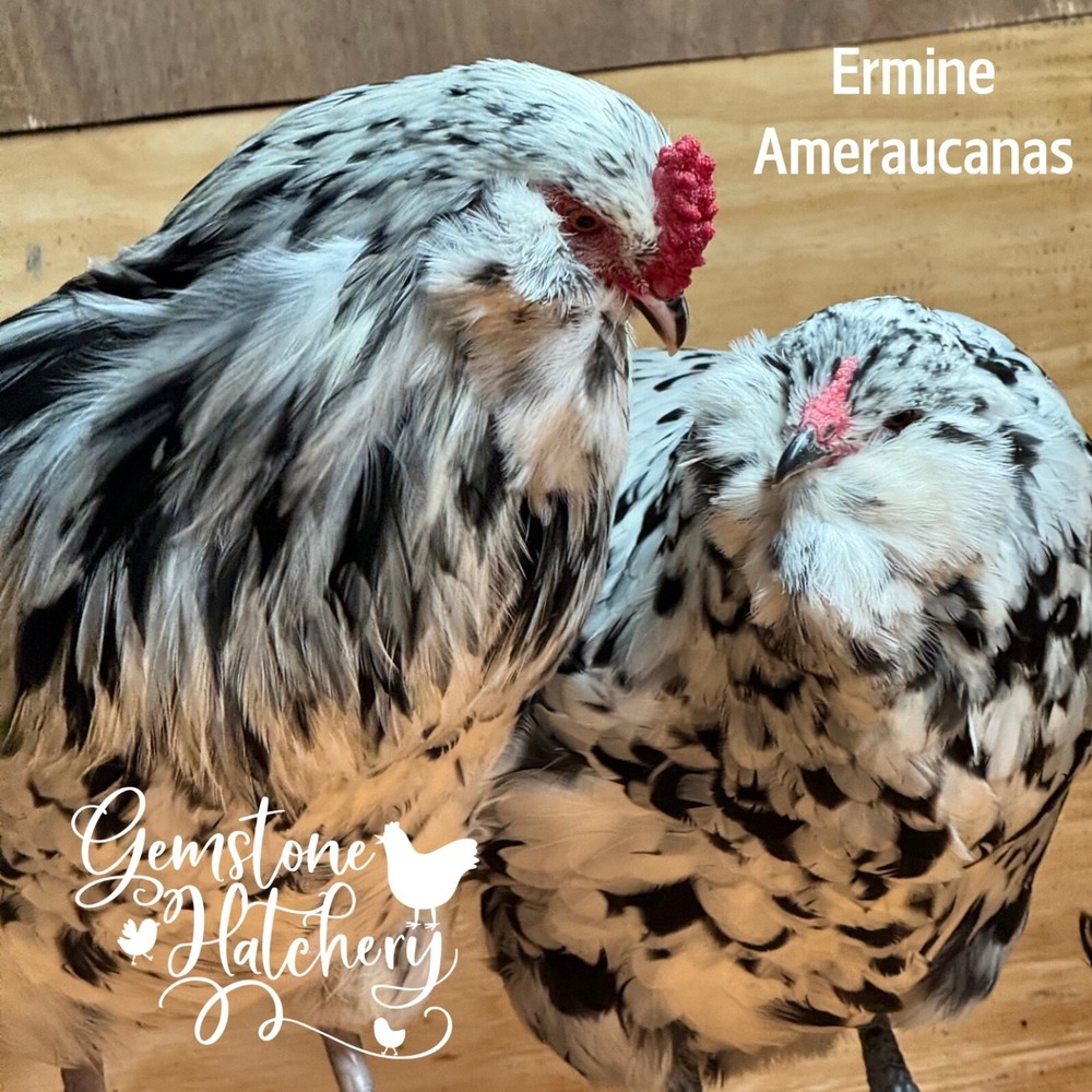 8 Ermine Ameracana Hatching Eggs beautiful blue eggs