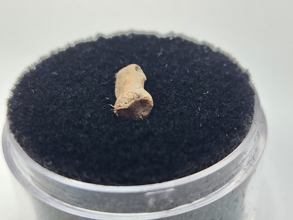 Turtle Toe Bone Fossil - Judith River Fm. - Hill Co., MT