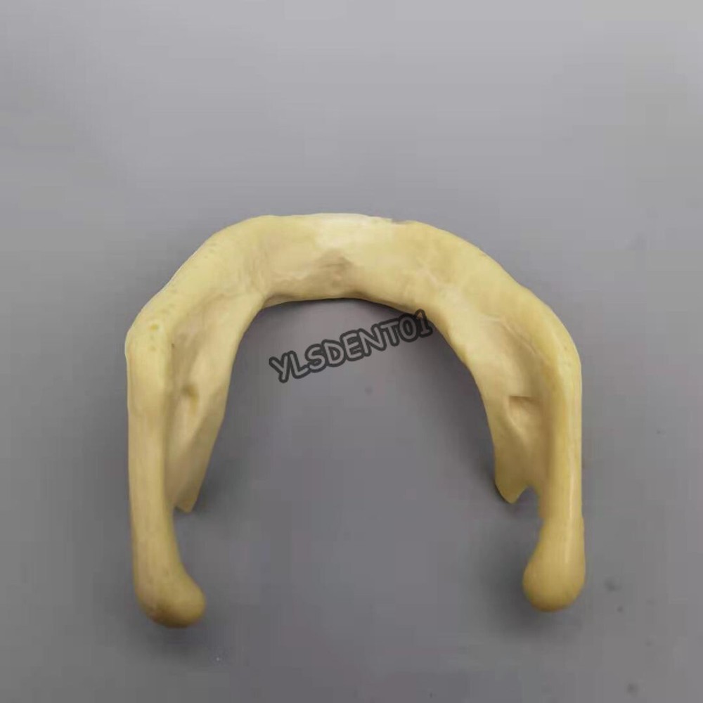 Mandible Dental Lower Jaw Teeth Anatomically Bone Surgical Training Model