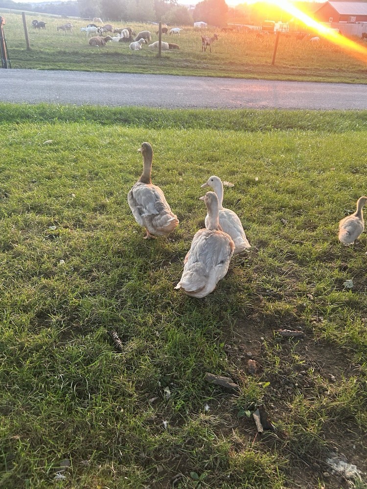 12+ Duck Fertilized Hatching Eggs Mixed Colors