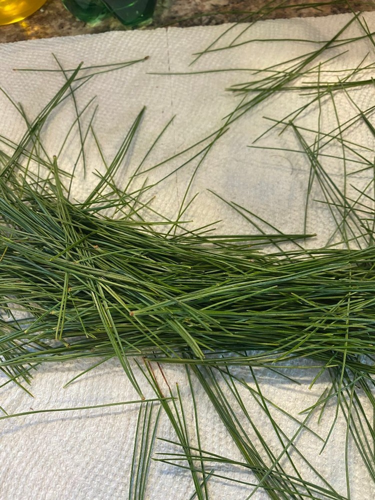 Eastern White Pine Tree Tea DIY Kit Organic Wild Suramin Immunity Boosting