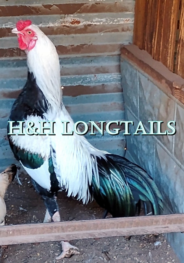 6 Silver longtail Chicken hatching eggs L@@K!