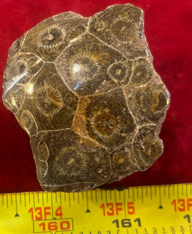 Petrified Coral End Polished
