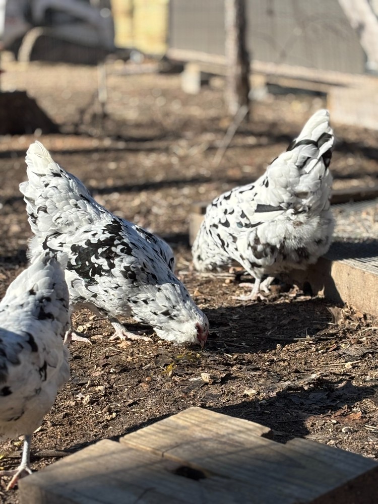 ermine ameraucana hatching eggs 12 pack