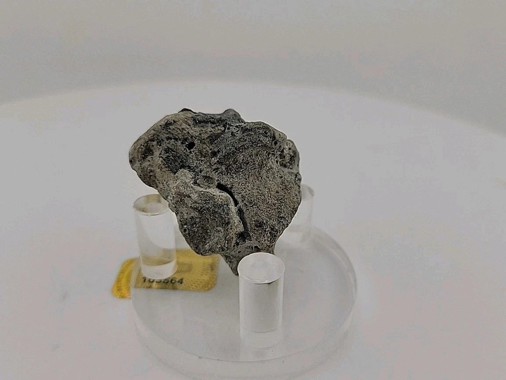 Full Dinosaur Fossil Skull Authentic