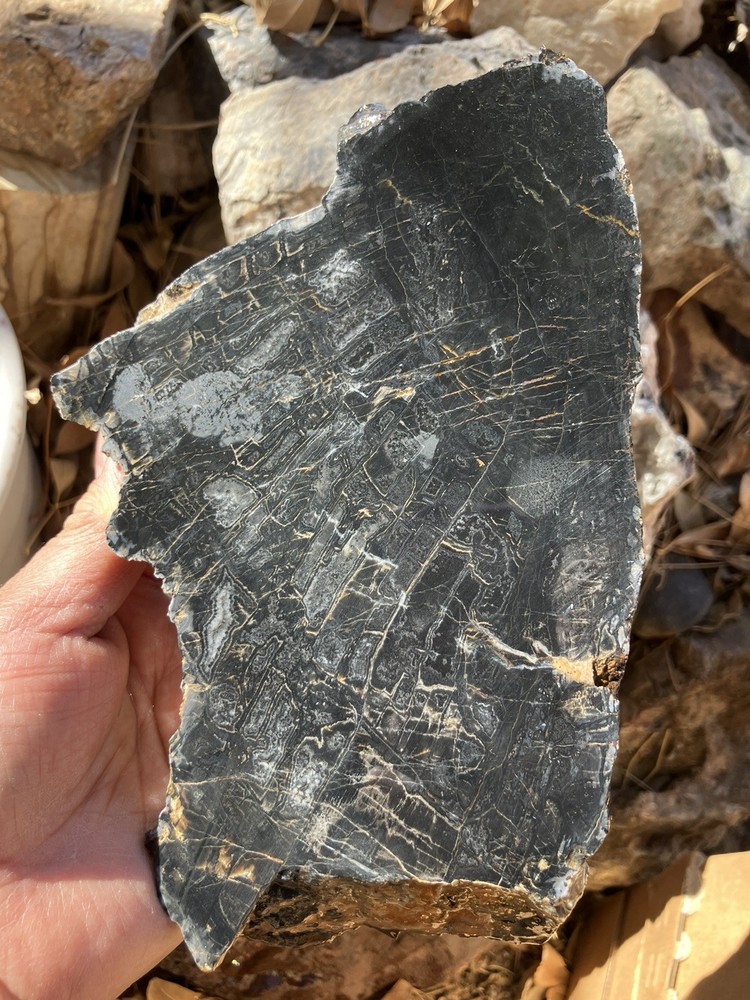 Petrified Wood Slab (End Cut)