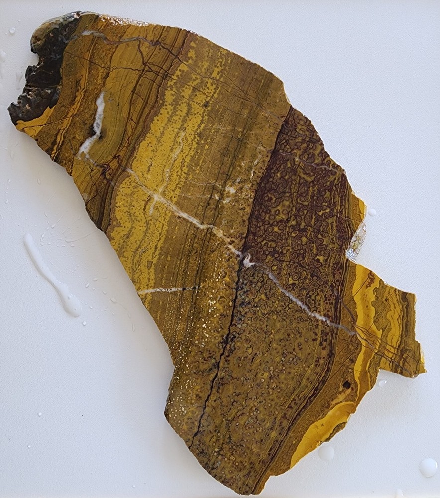 Orbicular Jasper Large Lapidary Slab