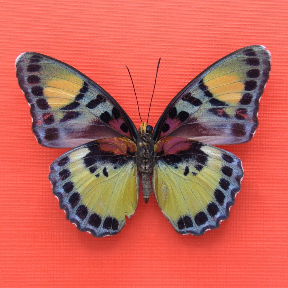 Real mounted butterfly - Euphaedra adonina - A-