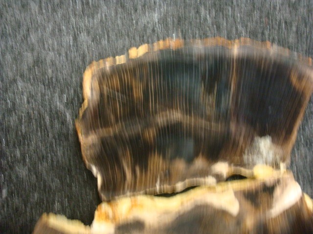 petrified beach wood slabs