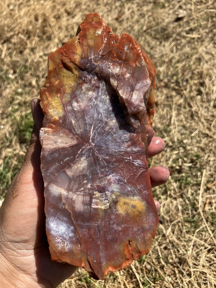 Arizona Petrified Wood