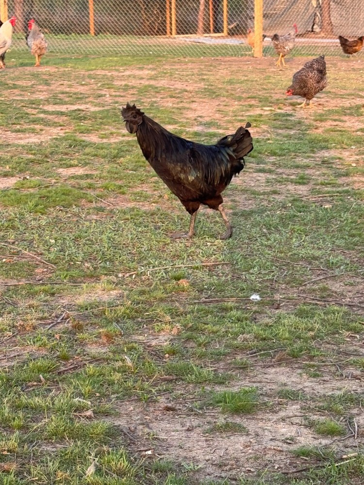 12 Mix Hatching Eggs (Rare Breeds)