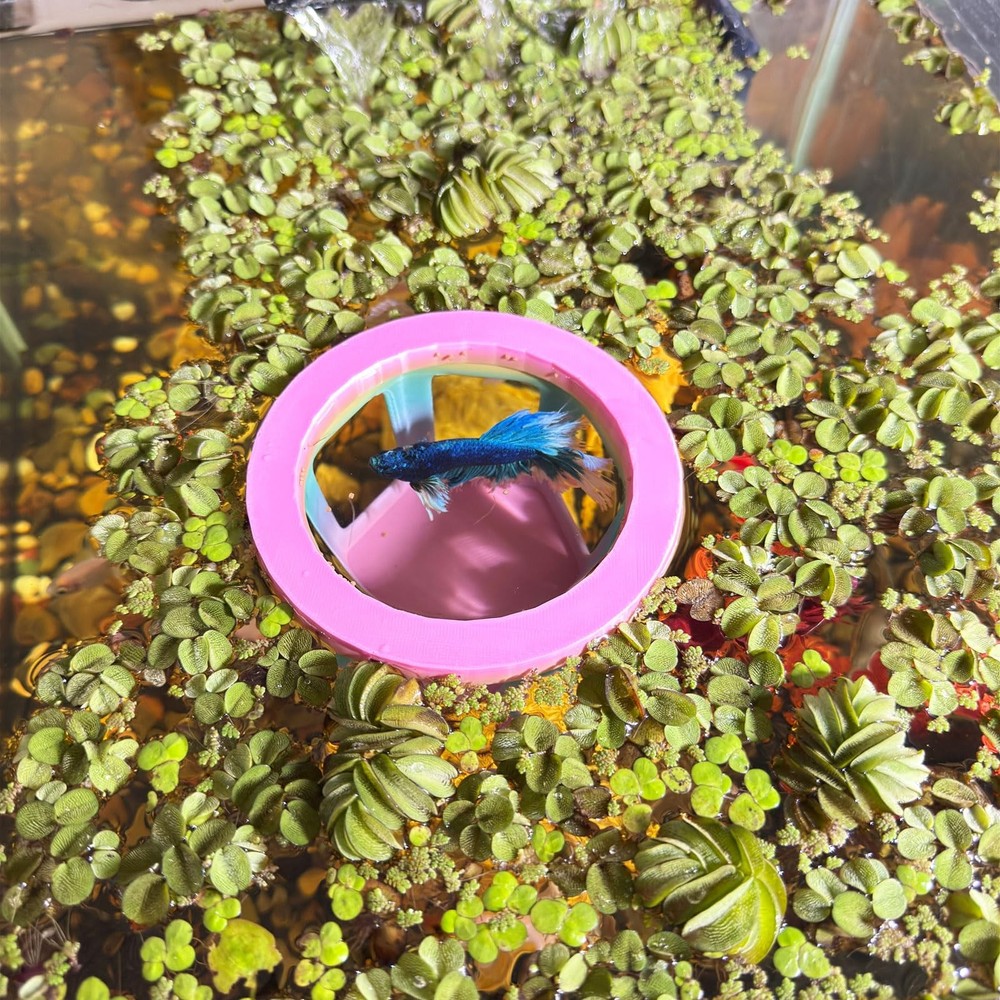 Aquarium Betta Hammock, Betta Hideout & Cave, Floating Feeding Ring for Fish ...